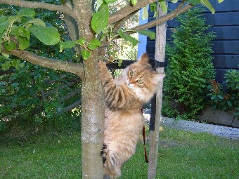 Nellie trad 19v 033.jpg